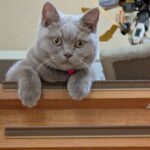 pxl_20251002_021806215-jpg%e3%83%9e%e3%82%ab%e3%83%ad%e3%83%b3