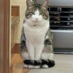 pxl_20260226_031914958-jpg%e3%83%8b%e3%83%a3%e3%83%b3%e5%b7%a6%e8%a1%9b%e9%96%80